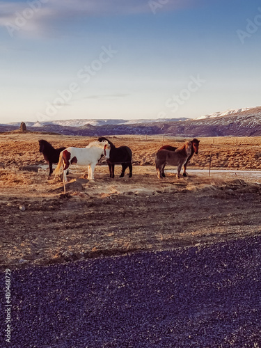 icelandic horses in landscape