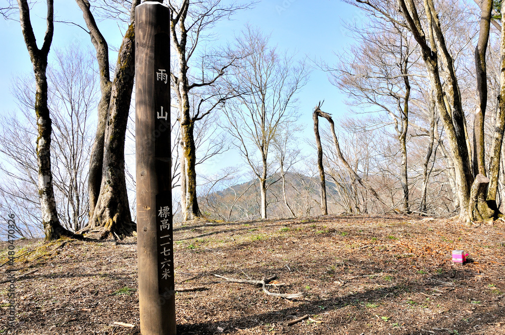 Fototapeta premium 春山の樹走路 丹沢山地の雨山山頂 