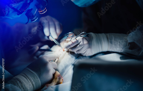 Obraz na płótnie surgical operation, hands of a surgeon and an assistant with tools. w salonie