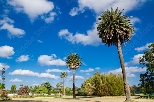 Beautiful parklands with palm trees standing against clouds and blue sky.