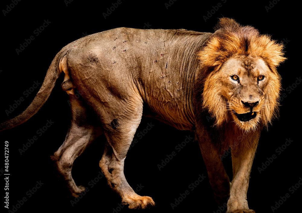 Obraz premium Lion on the black background.