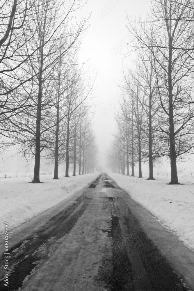 Tree lined country lane in winter.