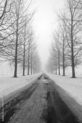 Fototapeta Naklejka Na Ścianę i Meble -  Tree lined country lane in winter.