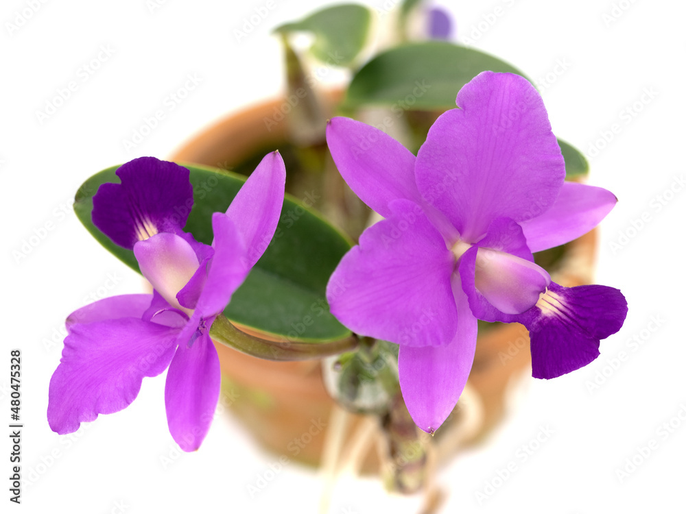 洋ランの花 カトレア 洋ランの花 カトレア
