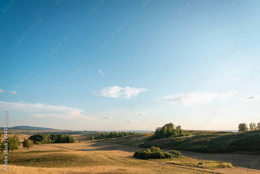 Obraz premium The grass and the field are yellow. Trees and blue skies. Beautiful nature in summer, early autumn.