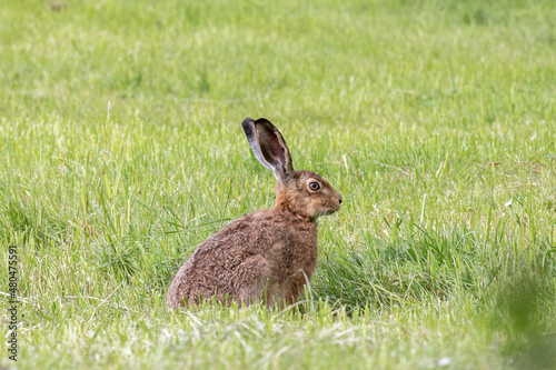 wildlife and wild animals, free living european hare eating on a green meadow, Bavaria, Germany