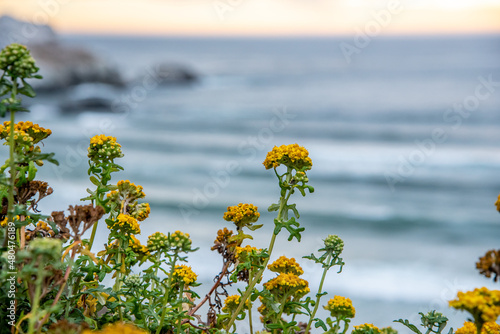 Flowers Along The Coast of the California Pacific Coast Highway