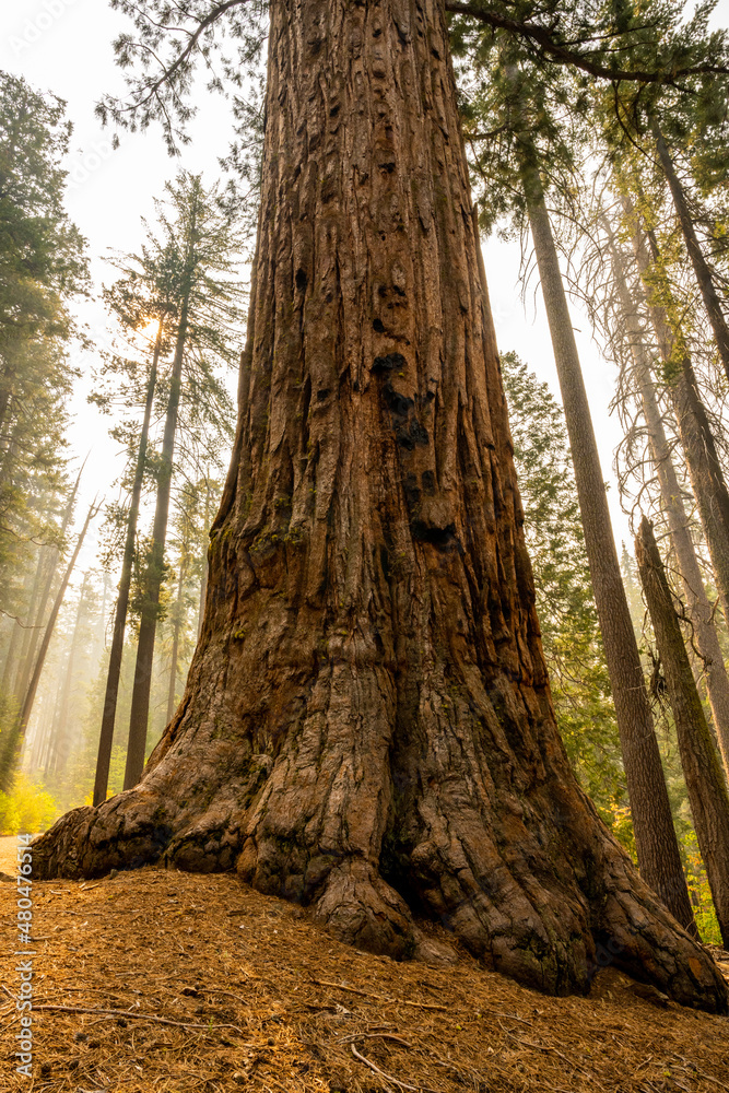 Giant Sequoia Base Stands Tall With Forest Fire Smoke Causes Haze In The Forest Giant Sequoia Base Stands Tall With Forest Fire Smoke Causes Haze In The Forest