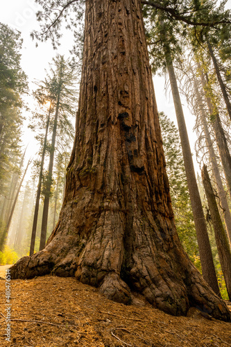 Giant Sequoia Base Stands Tall With Forest Fire Smoke Causes Haze In The Forest