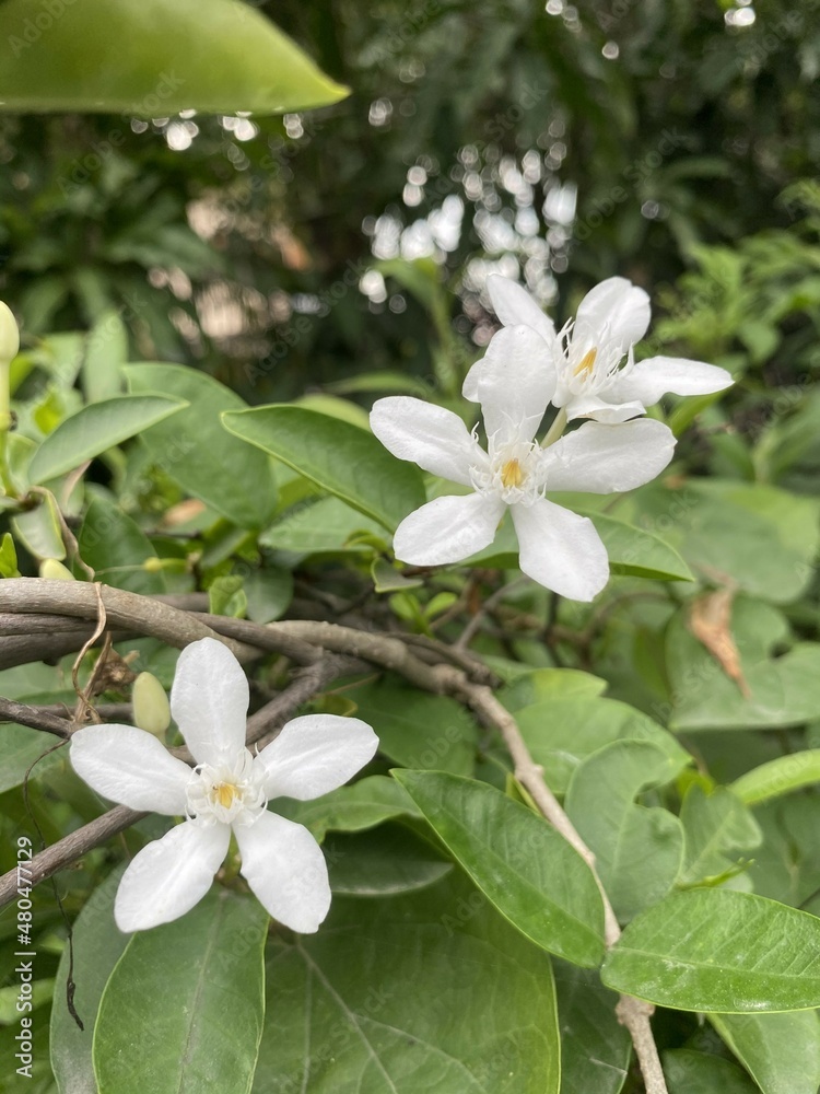 Obraz premium White Wrightia antidysenterica flower in nature garden