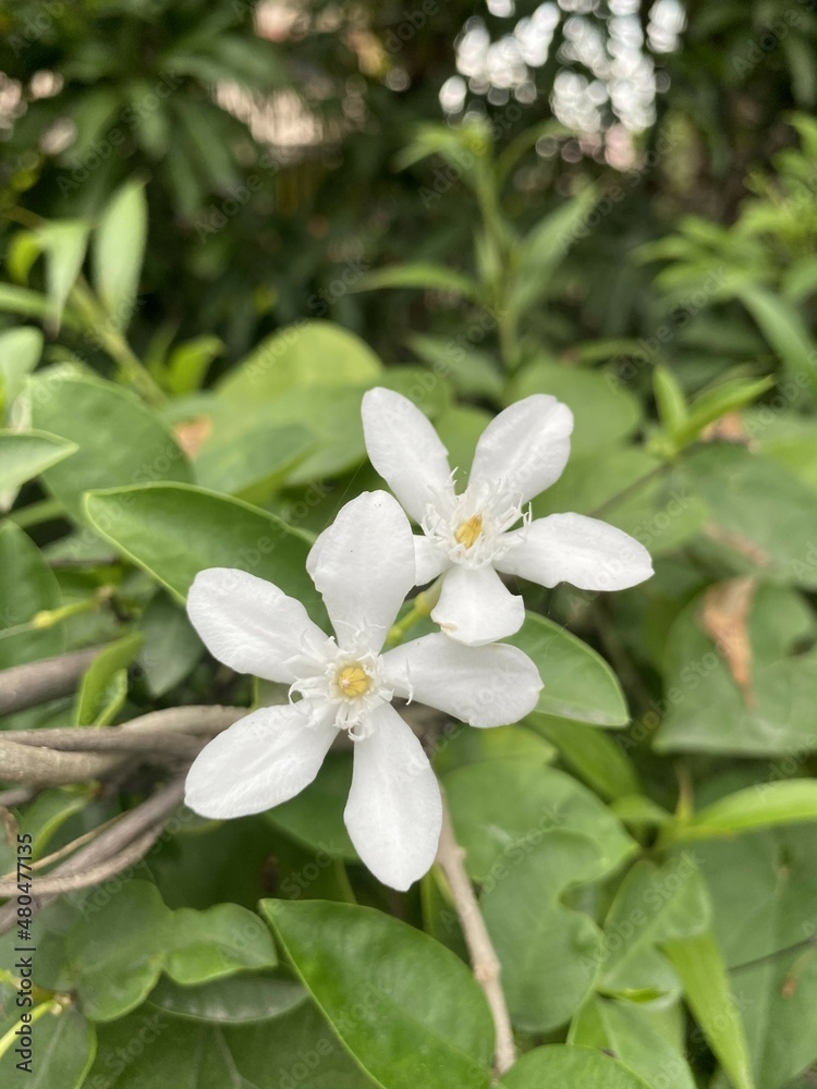 White Wrightia antidysenterica flower in nature garden White Wrightia antidysenterica flower in nature garden