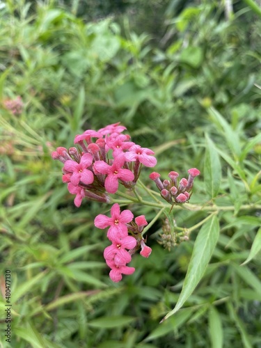 pink panama ixora flower in nature garden