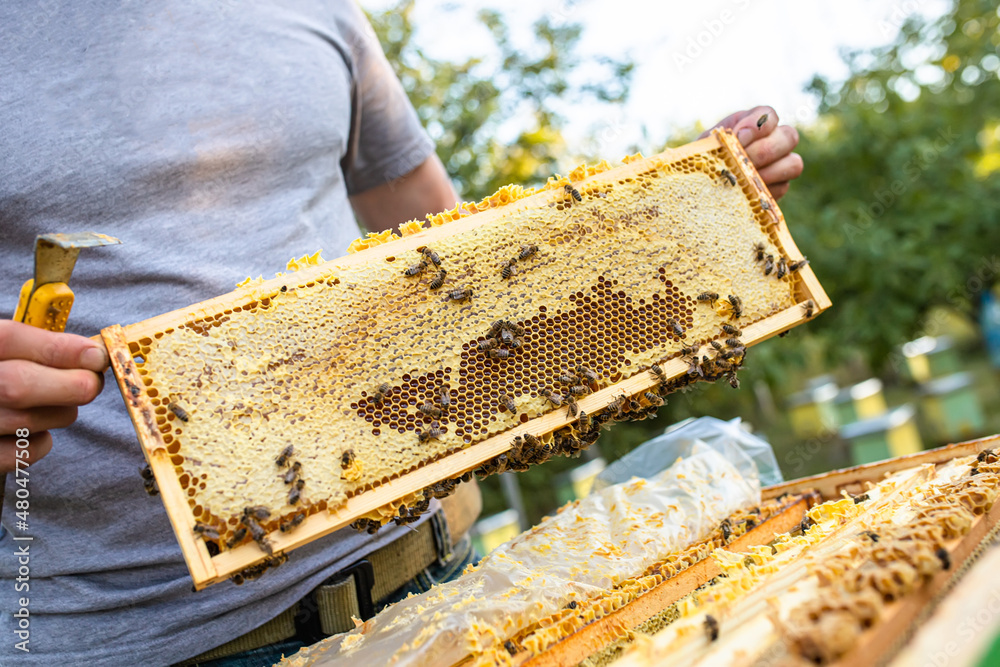 beekeeper inspects frame with queen cells on apiary in evening in rays of setting sun. beekeeper shares frames in hive with hive tool. Beehives on bad of trees in village. Private apiary, Soft focus. beekeeper inspects frame with queen cells on apiary in evening in rays of setting sun. beekeeper shares frames in hive with hive tool. Beehives on bad of trees in village. Private apiary, Soft focus.