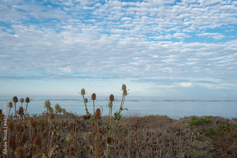 Flowers Along The Coast of the California Pacific Coast Highway
