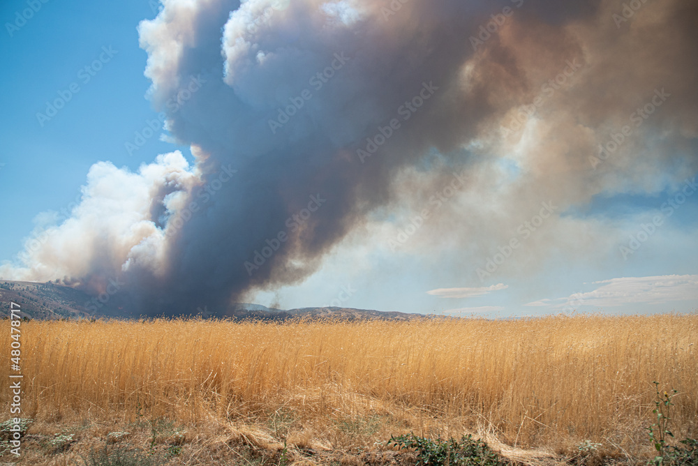 Wildfire in the California Wilderness Wildfire in the California Wilderness