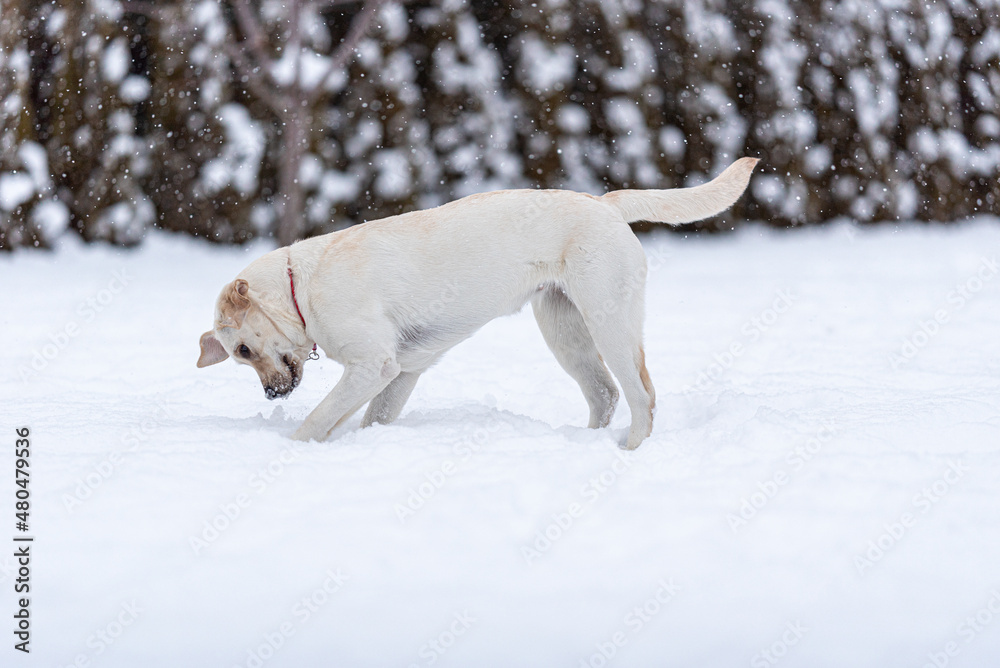 a labrador retriever puppy is standing in the snow and looking at something enthusiastically. Snowing.