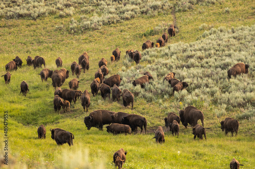 Herd of Bison Graze As They Begin To Climb Hillside