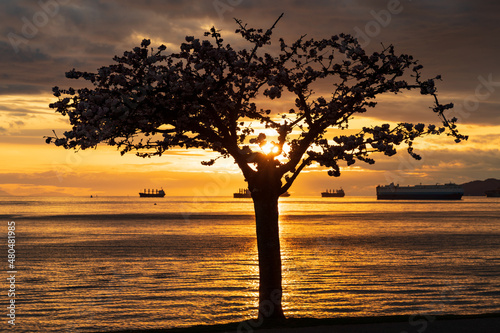 Silhouette of a cherry tree against sunset. Sunlight reflection on English Bay ocean. City of Vancouver beautiful landscape, Canada.