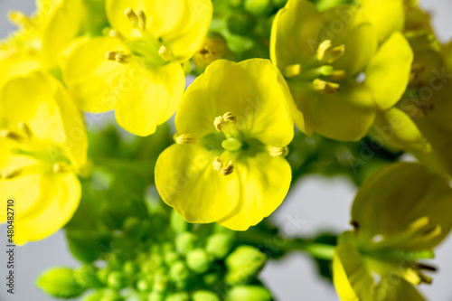 Blooming of canola flower (Brassica rapa)