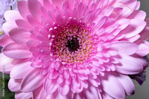 Full blooming of pink flower of Gerbera