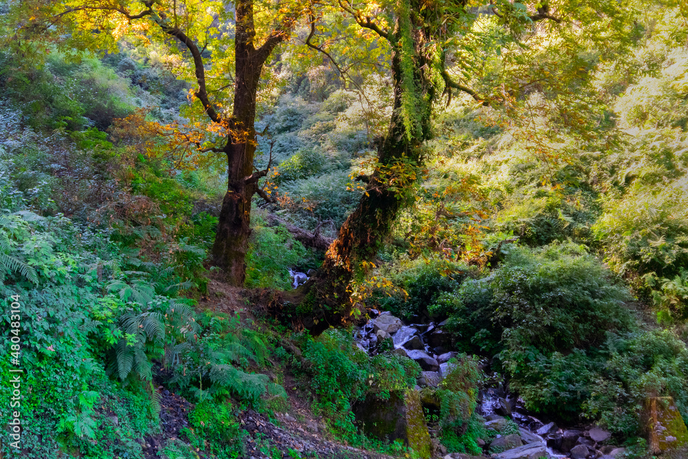 Forest scene, Sun rays falling on green plants behind a tree in Garhwal forest, Uttarakhand, India. A small river in foreground. Forest scene, Sun rays falling on green plants behind a tree in Garhwal forest, Uttarakhand, India. A small river in foreground.