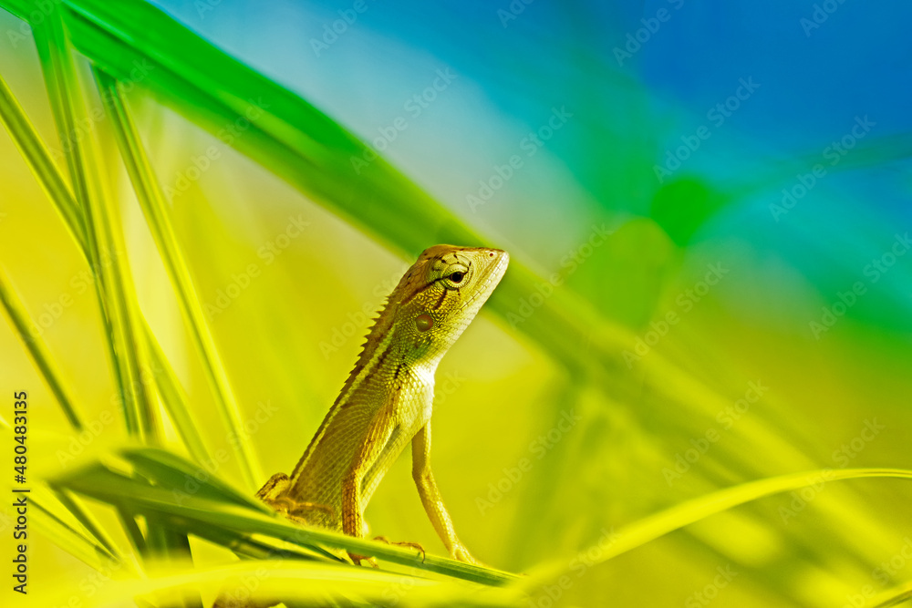 Beautiful Indian gecko inside a bush looking out , green foliage background, morning light , Kolkata, India - nature stock photograph Beautiful Indian gecko inside a bush looking out , green foliage background, morning light , Kolkata, India - nature stock photograph