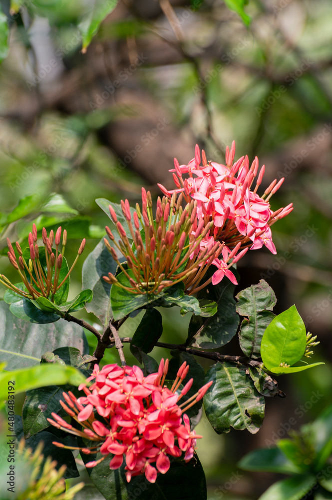 Ixora coccinea, jungle geranium, flame of the woods or jungle flame flowers, a flowering plant growing in garden. Howrah, West Bengal, India. Ixora coccinea, jungle geranium, flame of the woods or jungle flame flowers, a flowering plant growing in garden. Howrah, West Bengal, India.
