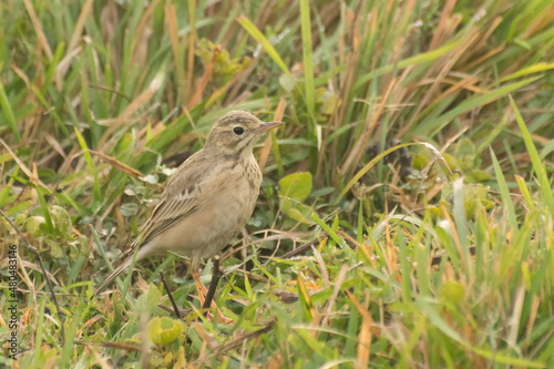 Paddyfield Pipit - Anthus novacseelandiae, sitting on paddyfield