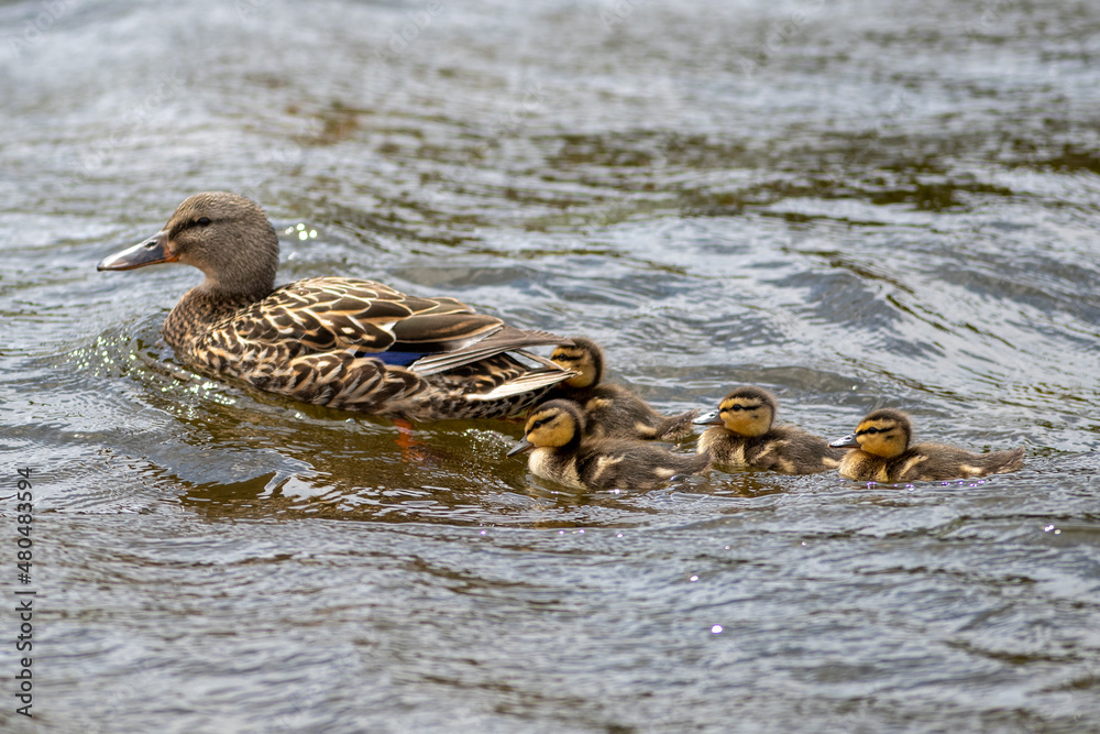 Female mallard duck with her baby ducks swimming on a choppy river. The mallard is a large duck with a hefty body, rounded head, and wide, flat bill. The ducks are a soft yellow and brown down feather Female mallard duck with her baby ducks swimming on a choppy river. The mallard is a large duck with a hefty body, rounded head, and wide, flat bill. The ducks are a soft yellow and brown down feather