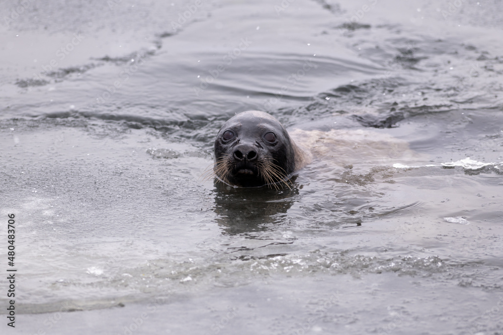 Obraz premium Adult harp seal swimming with its head out of the cold frigid Atlantic Ocean. The animal has long whiskers, dark eyes, a grey fur coat and a heart shaped nose. The side view of the seal shows no ears 