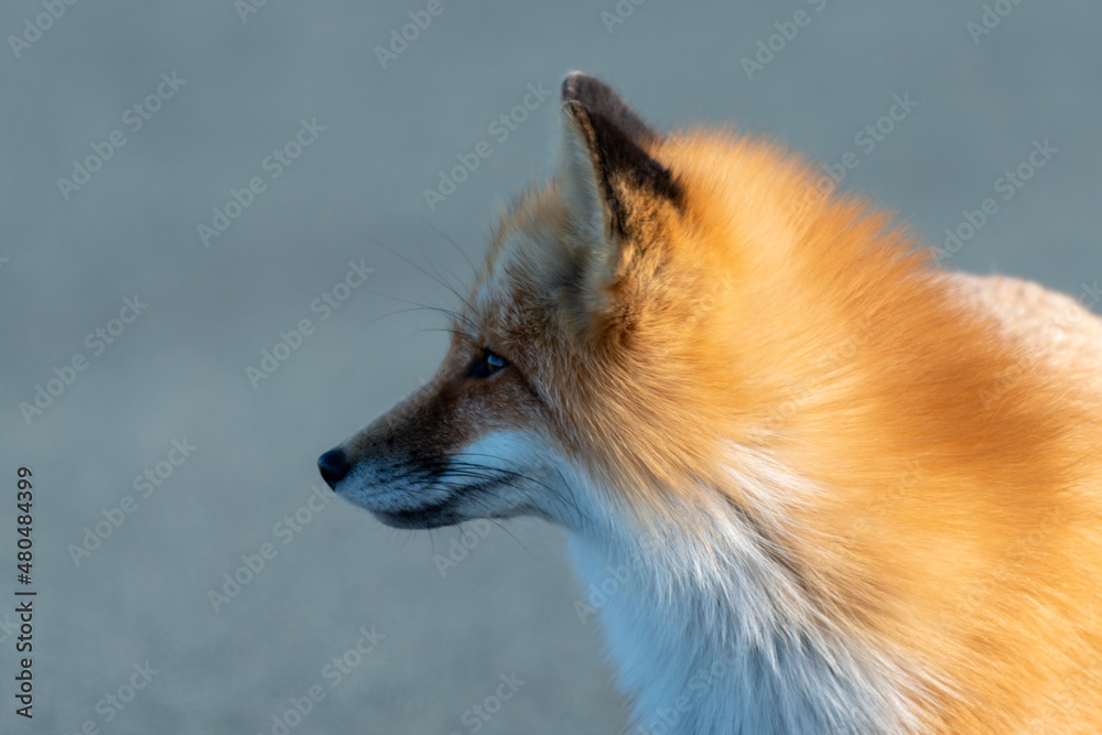 Obraz premium A cute young wild true red fox, Vulpes Vulpes, standing on all four paws attentively staring ahead as it hunts. It has a sharp piercing stare, orange soft fluffy fur, and a long red tail.