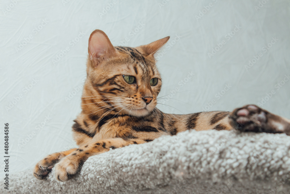 Young cute bengal cat laying on a soft cat's shelf of a cat's house.