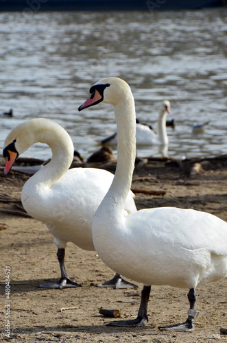 two swans on the river