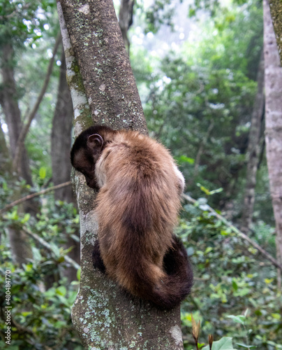 Capuchin monkey clings to the side of a tree photo