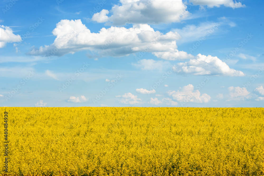 a beautiful yellow rapeseed field against a blue sky background