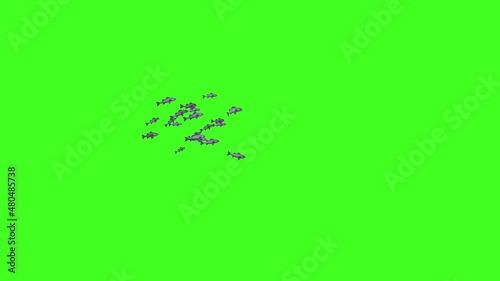 Fish Animation, Fish Swim Green Screen Video, 3D Animation, Underwater, Single and Group, Isolated School of Fish