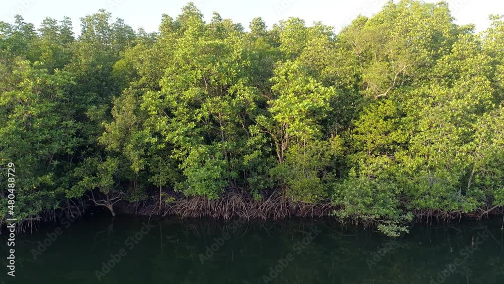 Amazing abundant mangrove forest Aerial view of forest trees Rainforest ecosystem and healthy environment background Texture of green trees forest top down High angle view Amazing abundant mangrove forest Aerial view of forest trees Rainforest ecosystem and healthy environment background Texture of green trees forest top down High angle view
