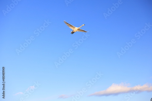 日本、空を飛ぶ白鳥の群れ