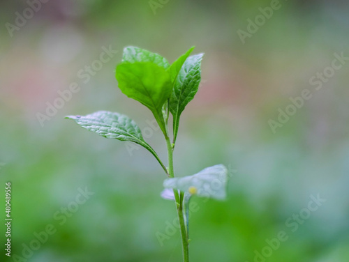 Close Up Of Small Plant Growing Outdoor, Young plant growing in the morning light and green nature bokeh background