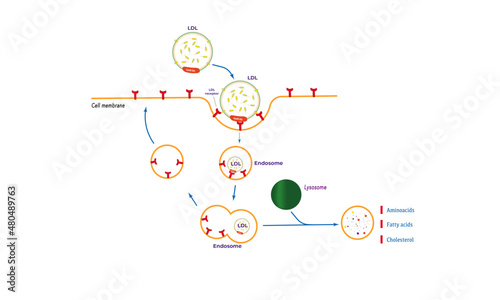 Receptor-mediated endocytosis [Low density lipoprotein]