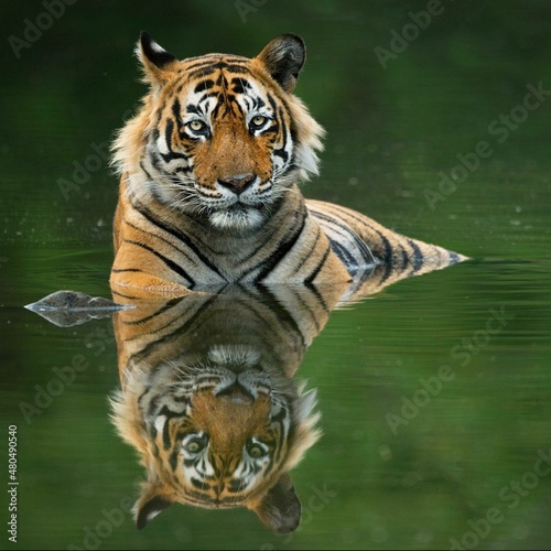 Murais de parede portrait of a bengal tiger in water