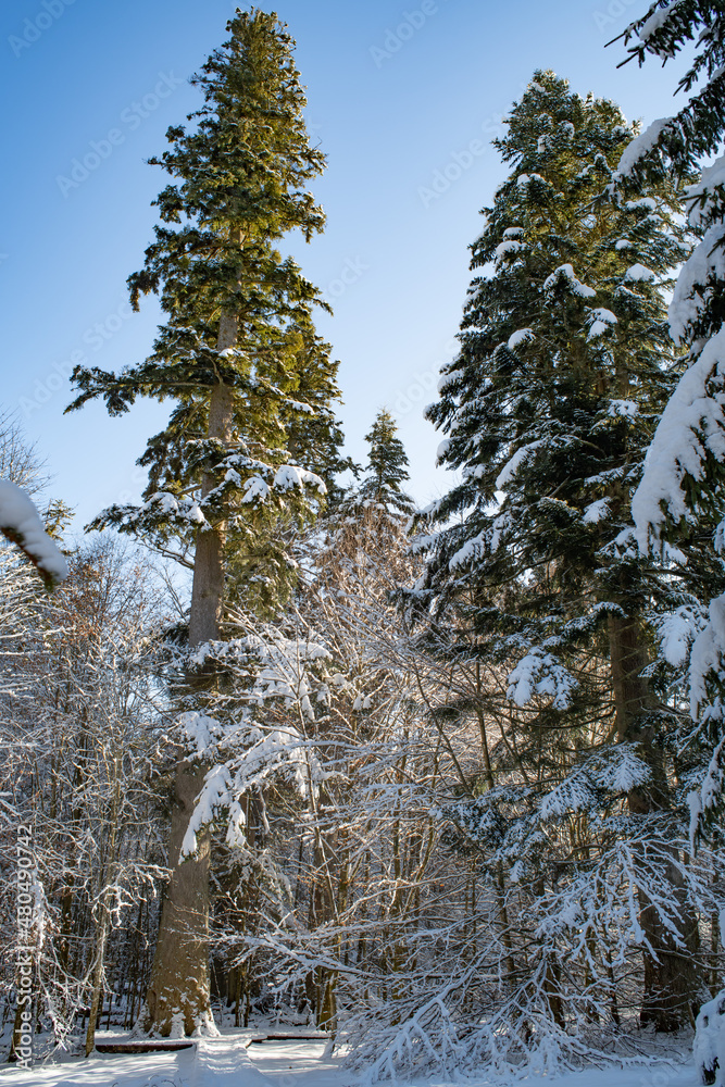 fir tree "grosse waldhaustanne", the tallest fir in germany, hans