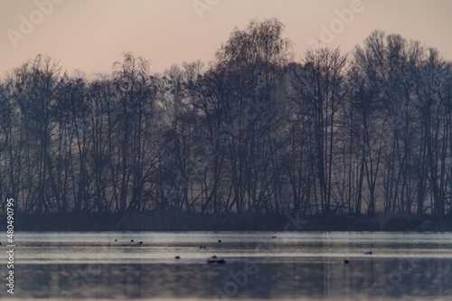 wetlands at the river inn near kirchdorf in the evening light