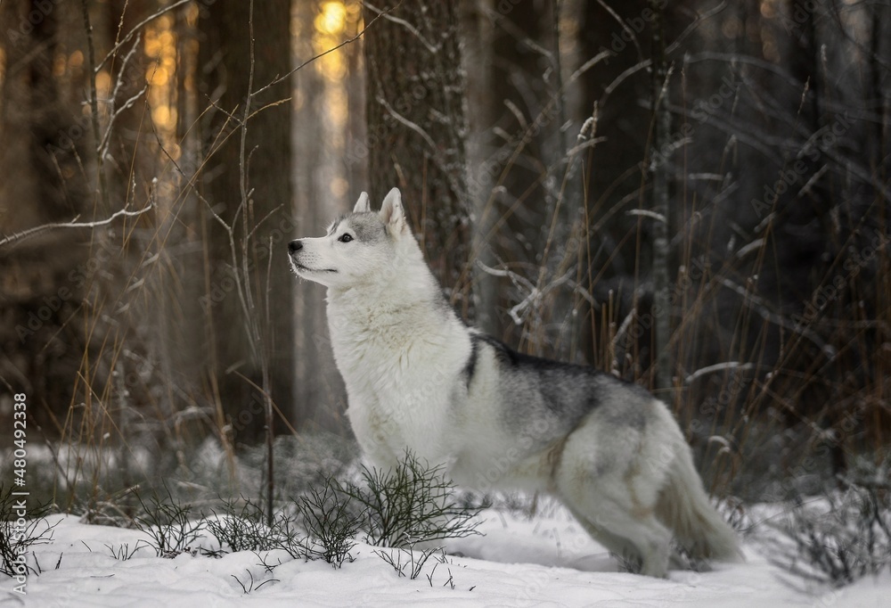 Obraz premium husky in the snow