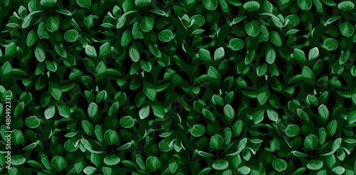 abstract background with leaves, illustration of a dark green leaf pattern texture design, applicable for banner sign, fabric printing, canvas print decoration, wallpaper plants, and creative project