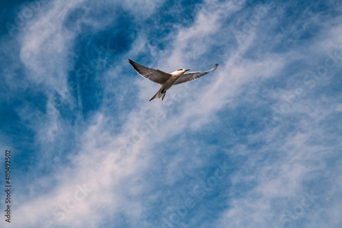 bird in flight © Sergiy