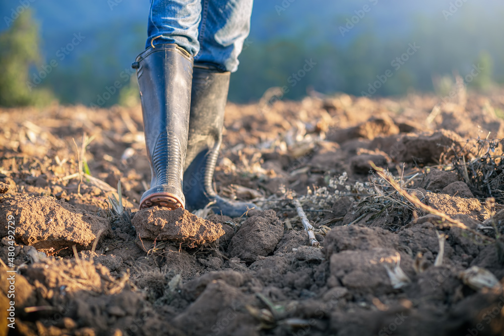 Farmer in rubber boots standing in the cornfield at sunset. agricultural concept. Farmer in rubber boots standing in the cornfield at sunset. agricultural concept.