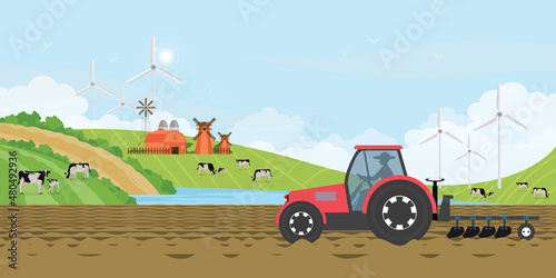 Farmer driving a tractor in farm land on rural farm, holstein cow and calves in a field.