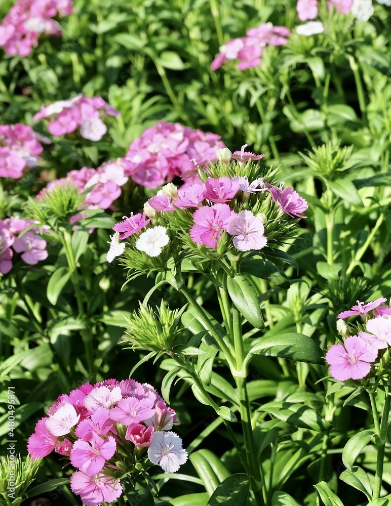 Fresh Pink Dianthus Flowers in A Garden Fresh Pink Dianthus Flowers in A Garden