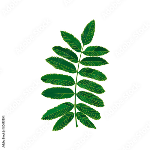 Green silhouette rowan leaf isolated on white background. Design element for decorating.